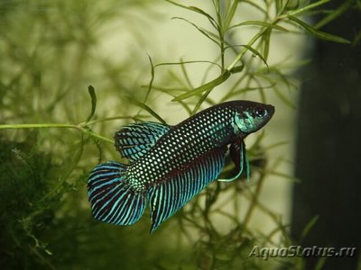 Фото Бетта Махачай Betta mahachaiensis  (photo#109527)