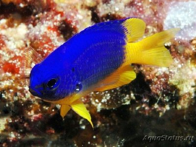 Фото Помацентрус лазурный Pomacentrus caeruleus  (photo#109528)