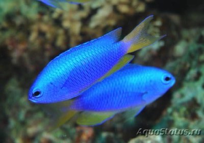 Фото Помацентрус лазурный Pomacentrus caeruleus  (photo#109530)