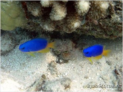 Фото Помацентрус лазурный Pomacentrus caeruleus  (photo#109531)