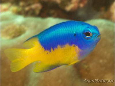 Помацентрус желтобрюхий ( Pomacentrus auriventris , goldbelly damsel )