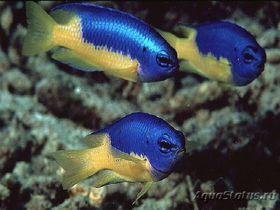 Помацентрус желтобрюхий ( Pomacentrus auriventris , goldbelly damsel )