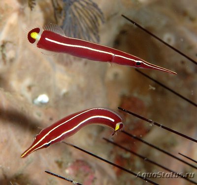 Ежовая уточка (Diademichthys lineatus)