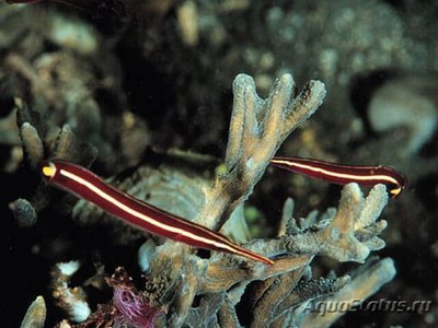 Ежовая уточка (Diademichthys lineatus)