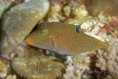 Иглобрюх пятнистый ( Саnthigaster compressa Spotted Puffer )