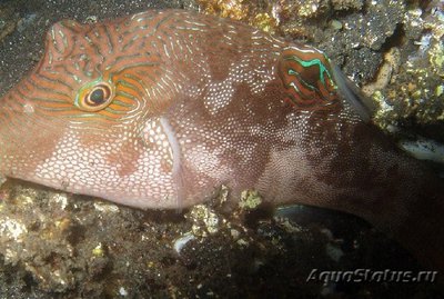 Иглобрюх пятнистый ( Саnthigaster compressa Spotted Puffer )