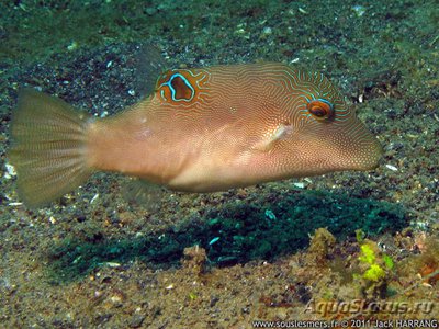 Иглобрюх пятнистый ( Саnthigaster compressa Spotted Puffer )