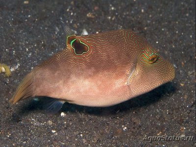 Иглобрюх пятнистый ( Саnthigaster compressa Spotted Puffer )