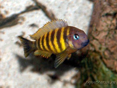 Фото Трофеус бричарди кипили Tropheus brichardi Kipili  (photo#109582)