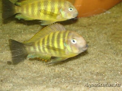 Фото Трофеус бричарди кипили Tropheus brichardi Kipili  (photo#109584)