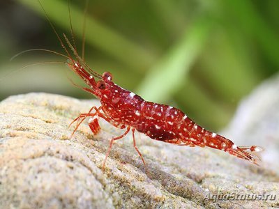 Фото Креветка красная орхидея Caridina glaubrechti  (photo#109591)