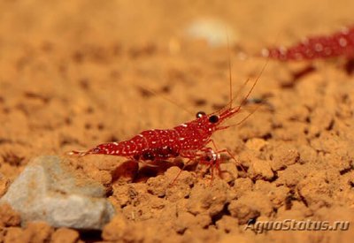 Фото Креветка красная орхидея Caridina glaubrechti  (photo#109592)