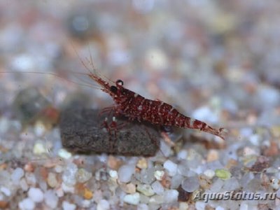 Фото Креветка красная орхидея Caridina glaubrechti  (photo#109593)