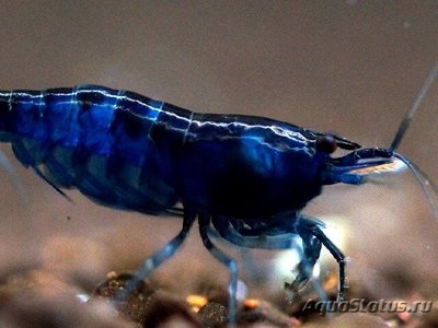 Фото Креветка Синяя Мечта Blue Dream , Neocardina heteropoda var. Blue  (photo#109599)