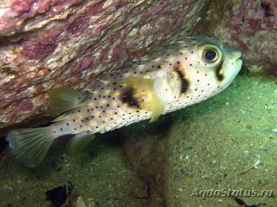 Хиломикт ( Chilomycterus antillarum )