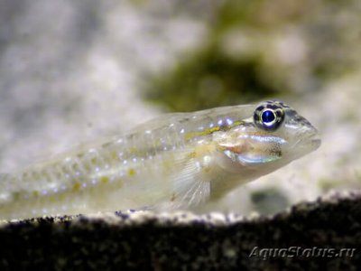 Бычок прозрачный пещерный ( Coryphopterus glaucofrenum )