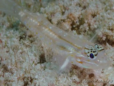 Бычок прозрачный пещерный ( Coryphopterus glaucofrenum )