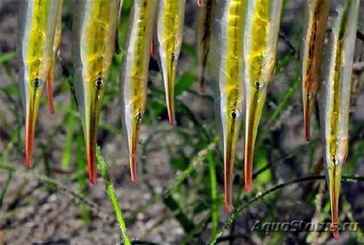 Кривохвостка обыкновенная , или морская уточка ( Aeoliscus strigatus )