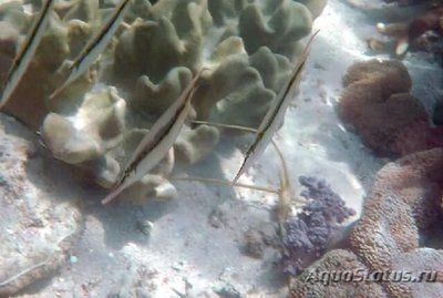 Кривохвостка обыкновенная , или морская уточка ( Aeoliscus strigatus )