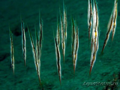 Кривохвостка обыкновенная , или морская уточка ( Aeoliscus strigatus )