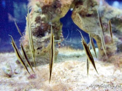 Фото Кривохвостка обыкновенная , или морская уточка Aeoliscus strigatus  (photo#109637)