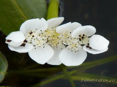 Фото Апоногетон двухколосый Aponogeton distachyus  (photo#109647)