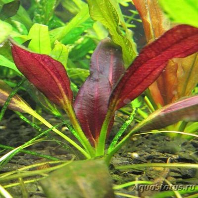 Фото Эхинодорус aflame Echinodorus aflame  (photo#109650)