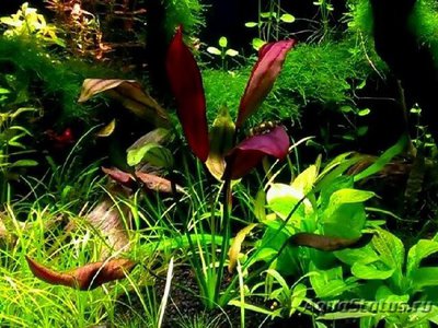 Фото Эхинодорус aflame Echinodorus aflame  (photo#109651)