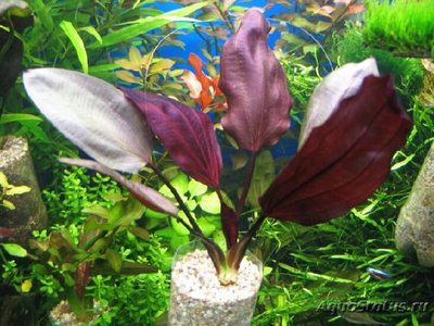 Фото Эхинодорус aflame Echinodorus aflame  (photo#109652)