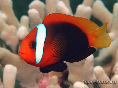 Клоун френатус (томатный красный) (Amphiprion frenatus)