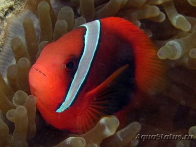 Клоун френатус (томатный красный) (Amphiprion frenatus)