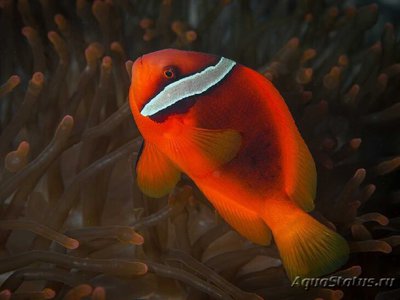 Клоун френатус (томатный красный) (Amphiprion frenatus)