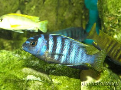 Фото Псевдотрофеус микростома Pseudotropheus microstoma  (photo#109690)