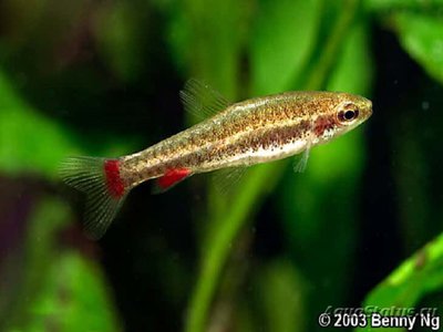 Фото Нанностомус Андузи Nannostomus anduzei  (photo#109757)