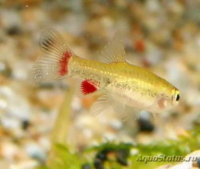 Фото Нанностомус Андузи Nannostomus anduzei  (photo#109758)