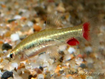 Фото Нанностомус Андузи Nannostomus anduzei  (photo#109760)