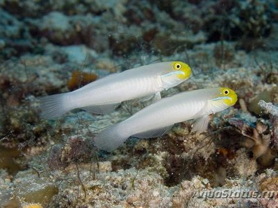 Бычок золотоголовый (Valenciennea strigata)