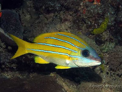 Луциан кашмирский (желто-синий) (Lutjanus kasmira)