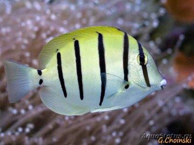 Хирург зебра (Acanthurus triostegus)