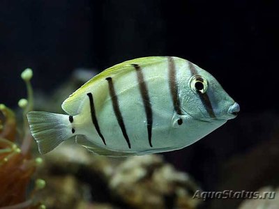 Фото Хирург зебра Acanthurus triostegus  (photo#109868)