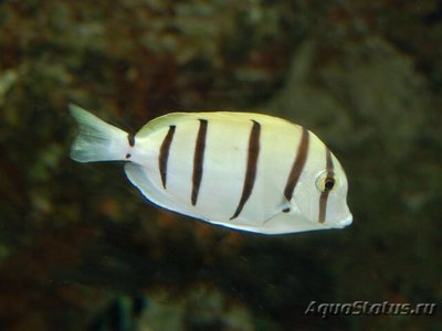 Фото Хирург зебра Acanthurus triostegus  (photo#109869)