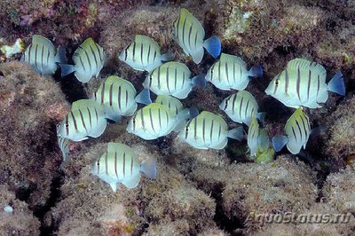 Хирург зебра (Acanthurus triostegus)