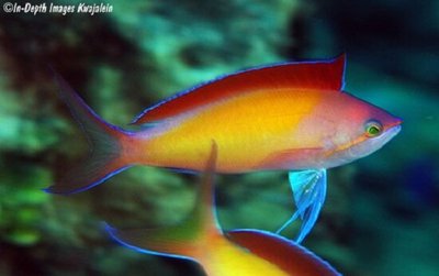 Антиас великолепный (Pseudanthias (Mirolabrychthys) dispar)