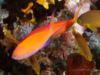 Антиас великолепный (Pseudanthias (Mirolabrychthys) dispar)