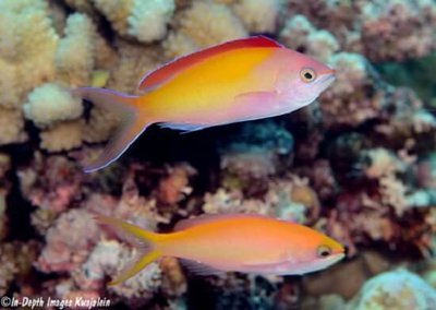 Антиас великолепный (Pseudanthias (Mirolabrychthys) dispar)