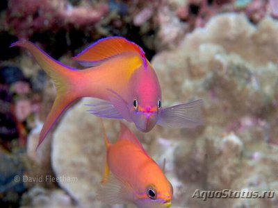 Антиас великолепный (Pseudanthias (Mirolabrychthys) dispar)