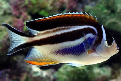 Ангел лирохвостый украшенный (Genicanthus bellus)