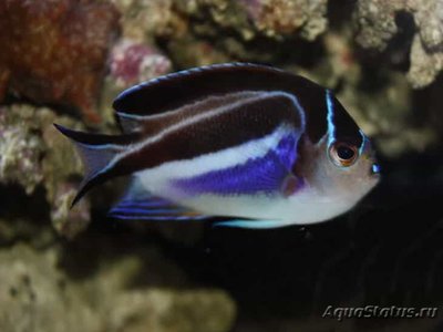 Фото Ангел лирохвостый украшенный Genicanthus bellus  (photo#109880)