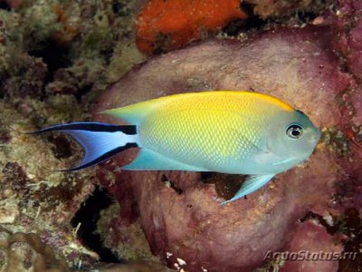 Ангел лирохвостый меланоспилус (Genicanthus melanospilos)