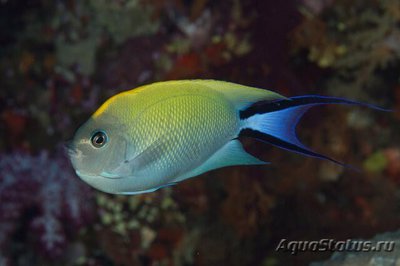 Ангел лирохвостый меланоспилус (Genicanthus melanospilos)